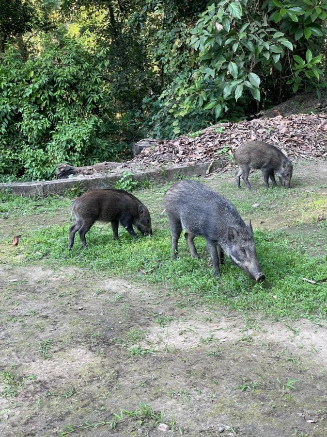 Chitwan Park Village Sauraha Exterior foto