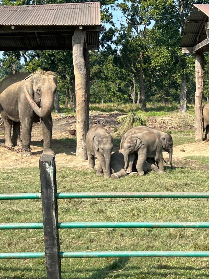 Chitwan Park Village Sauraha Exterior foto