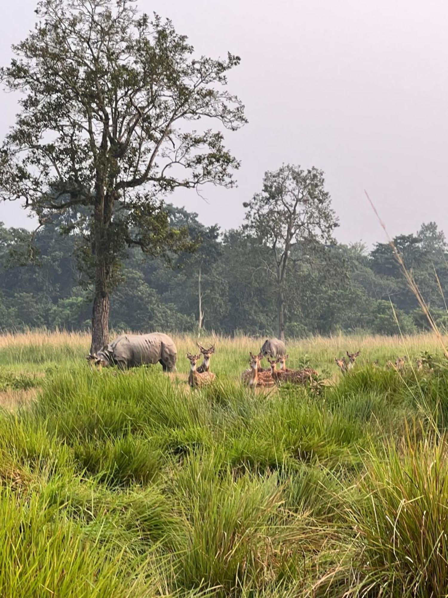 Chitwan Park Village Sauraha Exterior foto